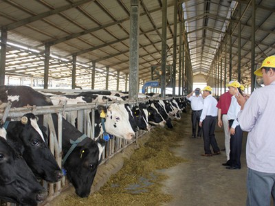 Mộc Châu Milk chào bán gần 39,2 triệu cổ phiếu cho nhóm cổ đông Vinamilk