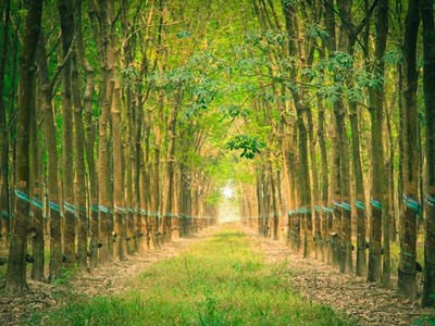 Đầu tư Cao su Đắk Lắk (DRI): Quý III/2020 lợi nhuận tăng do sản lượng bán tăng 37,32%