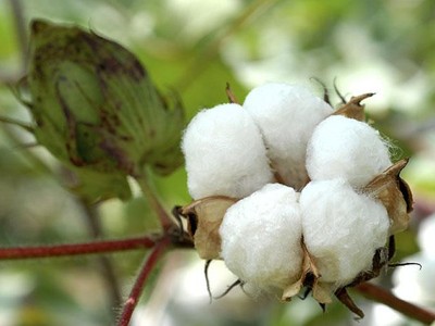 HOSE chấp thuận niêm yết cho công ty sản xuất sợi Vũ Đăng