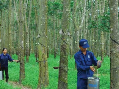Tập đoàn Công nghiệp Cao su Việt Nam (GVR): Lợi nhuận của công ty mẹ giảm 173 tỷ đồng sau kiểm toán