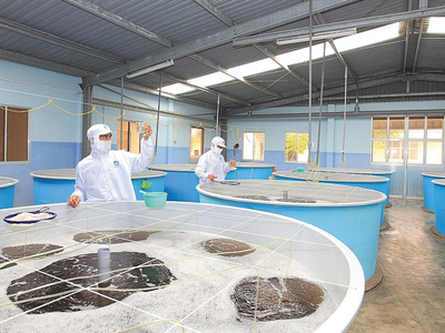 Quý I/2021, chi phí bán hàng tăng cao dẫn tới lợi nhuận Thủy sản Minh Phú (MPC) giảm 51,7% về 26,6 tỷ đồng