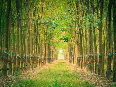 Cao su Tây Ninh (TRC): Lợi nhuận quý II/2020 giảm gần 80% do không có khoản thanh lý cây cao su