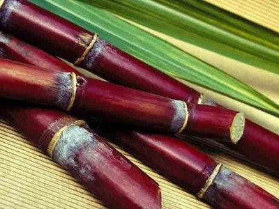 Mía đường Lam Sơn (LSS) đăng ký bán toàn bộ hơn 2,3 triệu cổ phiếu quỹ