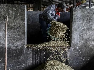 Cà phê lên mức giá cao nhất trong 10 năm do tắc nghẽn chuỗi cung ứng