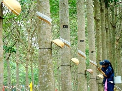 Cao su Phước Hòa (PHR) nhận quyết định điều chỉnh chủ trương đầu tư dự án KCN Việt Nam – Singapore III