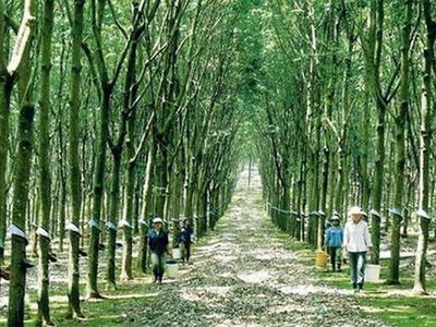 Công nghiệp Cao su Việt Nam (GVR): Thành viên HĐQT đăng ký mua 200.000 cổ phiếu