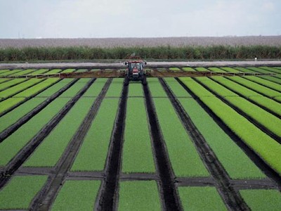 Dự trữ phân bón toàn cầu giảm sau ảnh hưởng của cuộc xung đột Nga và Ukraine