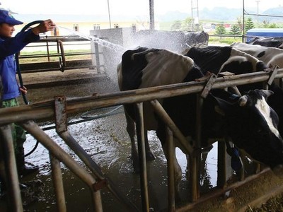 Mộc Châu Milk (MCM) đặt kế hoạch lợi nhuận năm 2022 tăng 7,6% lên 343,5 tỷ đồng