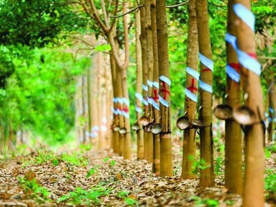 Phước Hòa (PHR): Lợi nhuận quý I/2022 tăng đột biến nhờ tiền đền bù dự án Khu công nghiệp VSIP 3