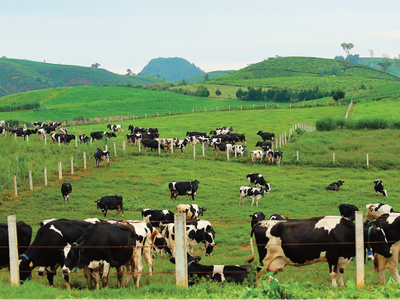 Mộc Châu Milk (MCM): Quý I/2022, lợi nhuận tăng mạnh lên 85,69 tỷ đồng