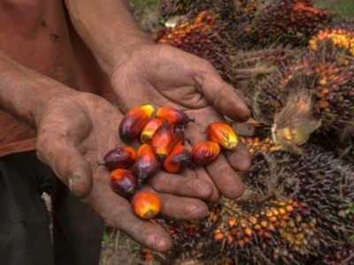 Lệnh cấm xuất khẩu tất cả các sản phẩm dầu cọ của Indonesia bắt đầu từ ngày 28/4 