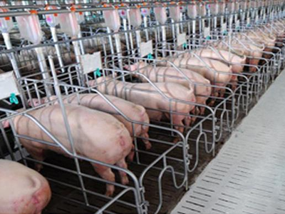 Dabaco Việt Nam (DBC): Quý I/2022, lợi nhuận lao dốc 97,6% về chỉ còn 8,61 tỷ đồng