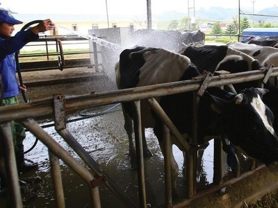 Vilico (VLC) dự kiến chuyển sàn sang HOSE và chào bán 24 triệu cổ phiếu cho cổ đông hiện hữu