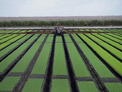 Tập đoàn phân bón Yara: Thực phẩm có thể là một vũ khí đang được sử dụng