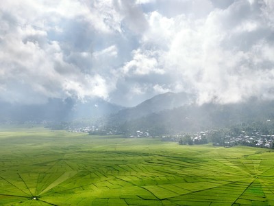 Giá gạo có thể là mặt hàng tăng mạnh kế tiếp giữa bão giá lương thực