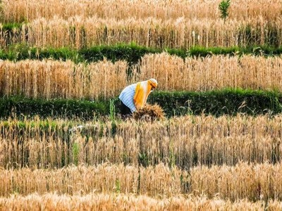 "Chúng ta nên lo lắng về giá thực phẩm nhiều hơn là xăng dầu"