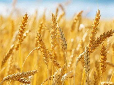 Thỏa thuận xuất khẩu của Nga-Ukraine kéo giá lương thực sụt giảm mạnh