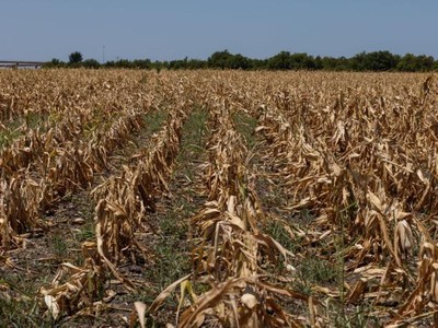 Các trang trại khô héo từ Mỹ đến Trung Quốc sẽ gây áp lực lên giá lương thực