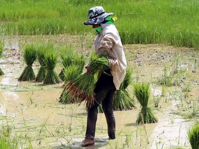 Nikkei: Việt Nam và Thái Lan sẽ hội đàm về việc tăng giá xuất khẩu gạo