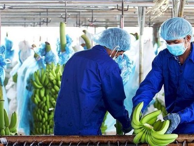 Hoàng Anh Gia Lai (HAG) vừa trả bớt 605 tỷ đồng nợ trái phiếu phát hành năm 2016