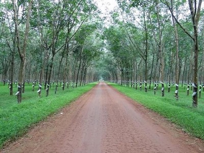 Cao su Phước Hoà (PHR): Lợi nhuận quý III/2022 giảm 80,7% về 12,32 tỷ đồng do hụt cổ tức từ công ty liên kết