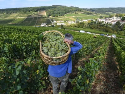 Giá rượu vang cao cấp năm 2022 tăng vọt, tương phản thị trường trái phiếu và cổ phiếu toàn cầu ảm đạm