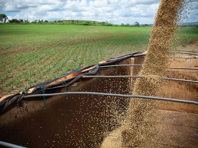 Ấn Độ xem xét dỡ bỏ hạn chế xuất khẩu gạo khi nguồn cung được cải thiện