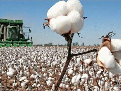 Thị trường bông đang đối mặt với nguy cơ tăng giá