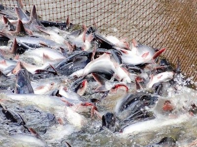 Đầu tư và Phát triển Đa Quốc Gia – IDI (IDI) sắp thông qua kế hoạch phân phối lợi nhuận năm 2022