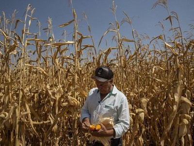 Trung Quốc đặt mục tiêu tăng năng suất ngũ cốc dưới sự thúc đẩy an ninh lương thực mới