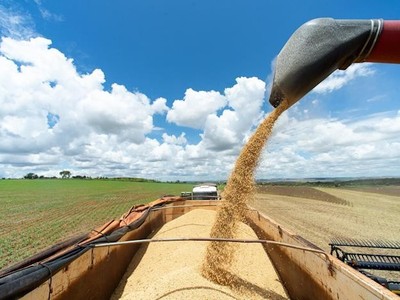 Hiện tượng El Nino có thể khiến giá lương thực biến động mạnh hơn
