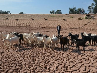 Một người dân đang lùa đàn cừu trên lòng hồ chứa nước vào ngày 25/5/2023 tại Côn Minh, tỉnh Vân Nam, Trung Quốc
