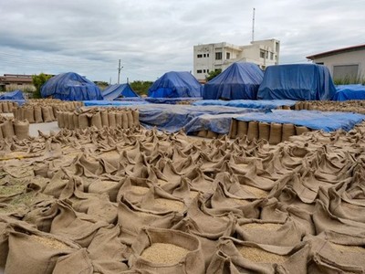 Giá gạo có thể đạt mức cao nhất trong một thập kỷ 