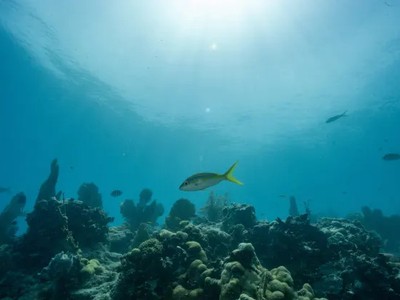 Nhiệt độ đại dương đang nóng kỷ lục