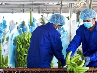 Hoàng Anh Gia Lai (HAG): Hạ giá, giảm khối lượng phát hành cổ phiếu riêng lẻ để huy động 1.300 tỷ đồng.