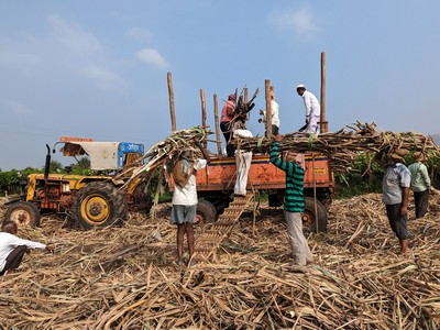 Reuters: Ấn Độ có thể cấm xuất khẩu đường lần đầu tiên sau 7 năm