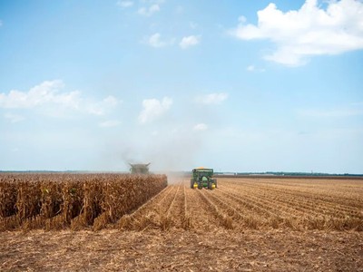 Mỹ đang mất ngôi vương về xuất khẩu ngô