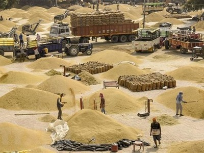 Thị trường gạo gặp thách thức sau nhiều biện pháp hạn chế của Ấn Độ