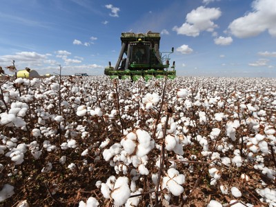 Brazil có thể vượt Mỹ để trở thành quốc gia xuất khẩu bông hàng đầu thế giới
