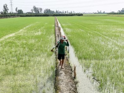 Giá gạo tăng đột biến cho thấy sự gián đoạn lương thực do biến đổi khí hậu