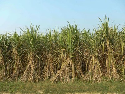 Tình trạng thiếu hụt đường trên toàn cầu sắp giảm bớt nhờ… ngô