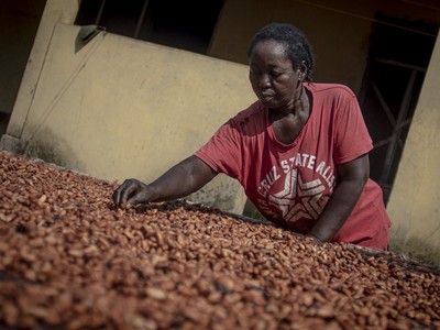 Người trồng ca cao đối mặt với thách thức ngày càng lớn khi El Nino tiếp tục hoành hành