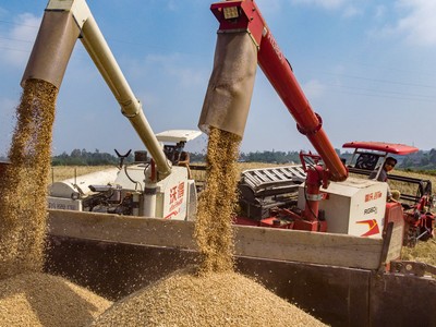 Trung Quốc đẩy mạnh nhập khẩu lúa mì sau khi mưa lớn gây thiệt hại mùa màng