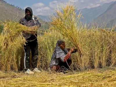 Ấn Độ tiếp tục duy trì giá sàn xuất khẩu gạo basmati