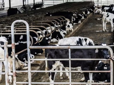 Ngành sữa Đông Nam Á đang thu hút sự chú ý từ các quỹ đầu tư lớn