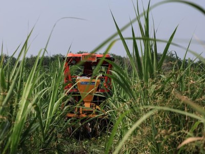 Giá đường được dự báo tăng vọt sau động thái mới của Thái Lan