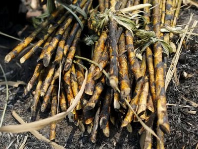 Các nhà sản xuất đường của Thái Lan lo ngại biện pháp kiểm soát mới của chính phủ sẽ trì hoãn xuất khẩu