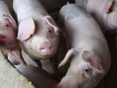 Giá thịt lợn Trung Quốc được dự báo sẽ tiếp tục duy trì ở mức thấp