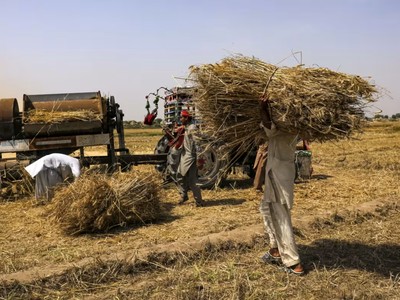 Rabobank: Lạm phát giá lương thực toàn cầu sẽ giảm vào năm 2024