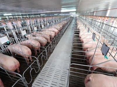 BaF Việt Nam (BAF) thành lập công ty vận tải với vốn điều lệ 20 tỷ đồng